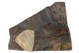 Fossil Ginkgo Leaf From North Dakota - Paleocene #189035-1